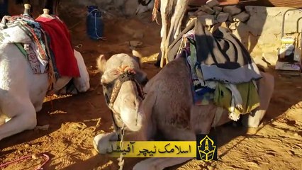 Download Video: Find out why camels eat snakes - اُونٹ کے مطالق فرمانِ نبوی ﷺ ضرور سن لیں - Islamic Teacher