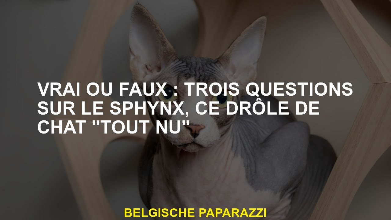 Vrai ou faux: trois questions sur le Sphynx, ce chat drôle "nu"