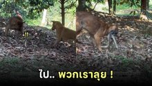 ถึงเวลาเราแล้ว ! 2 ตูบผู้พิทักษ์ เมื่อเจ้านายเจองูเห่า บอดี้การ์ด 4 ขาจึงออกโรง