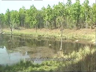 Crouching tiger, sleeping wild cat of Kanha Park
