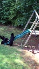 Bears Just Wanna Have Fun