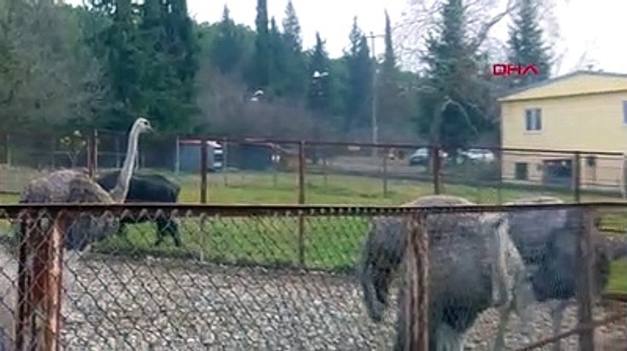 Hava sıcaklığına aldanan deve kuşları yumurtlamaya başladı