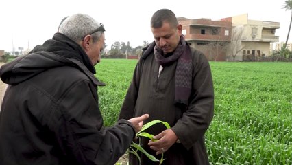إجراء مصري للتغلب على أزمة توريد القمح