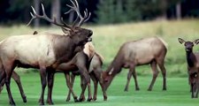 Elk Bugling with High Quality Audio in 4k During the Rut in Banff National Park, Canada