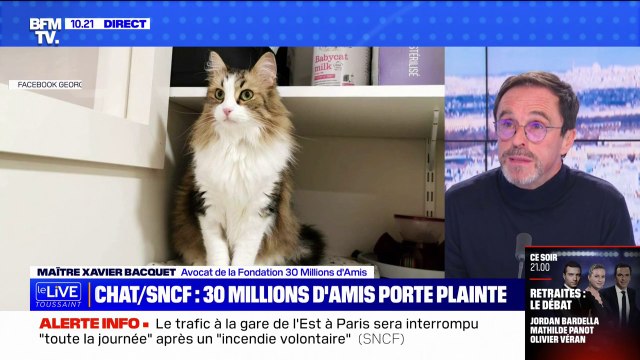 Chat mort écrasé par un TGV: Un acte de cruauté délibéré pénalement répréhensible pour l'avocat de la Fondation 30 Millions d'Amis