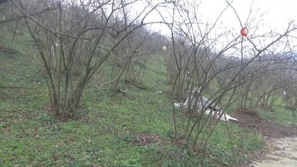 Fındık üreticisi dört gözle kar yağışı bekliyor