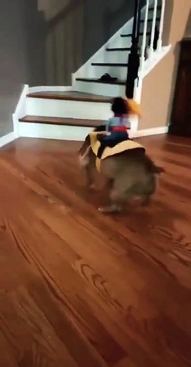 Cute Funny Cats Short Video 2023 | #shorts #catshorts #catshortsindia #catshortsvideo #catshorts