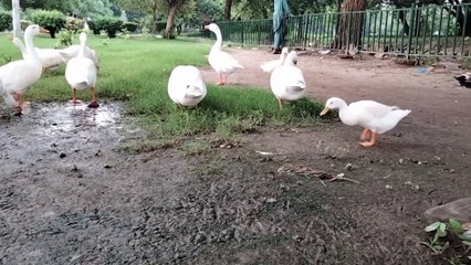 Goose Honk Noise Sound Effect Video | Kingdom of Awais