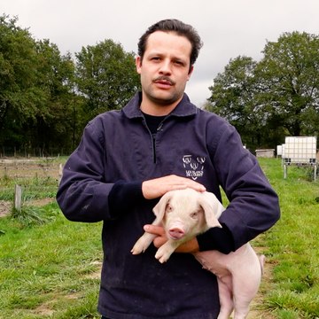 Ils font perdurer une race originaire de l’Anjou en élevant des porcs blancs de l’Ouest en plein air