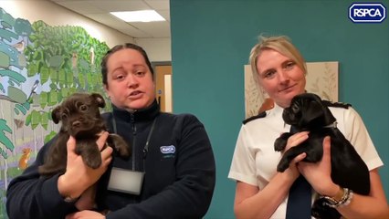 Newborn puppies hand-reared by RSPCA after being cruelly abandoned in Sheffield woodland