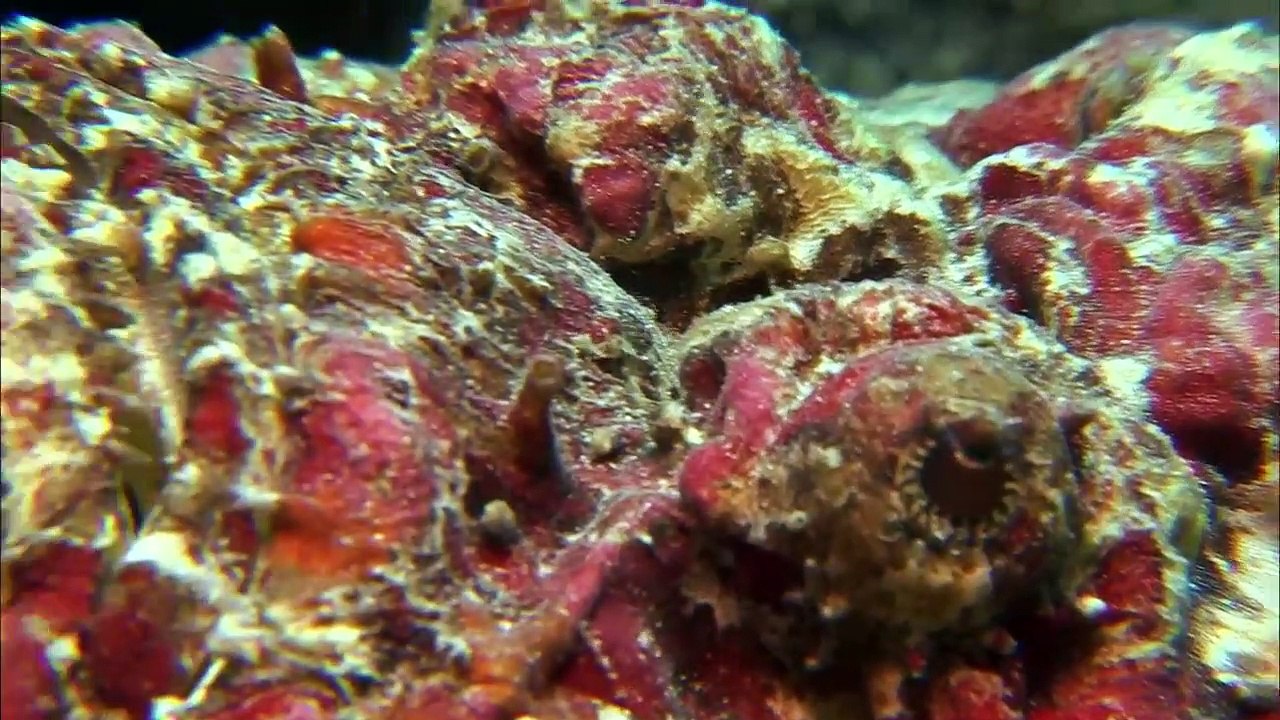 The Spectacular Underwater World
