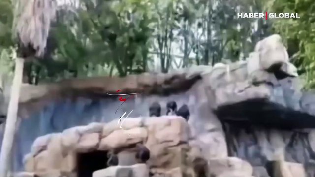 İnsanlara taş atan yavrusunu uyaran anne maymun, kahkahaya boğdu