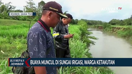 Buaya Muncul di Sungai Santer, Warga Panik Ketakutan