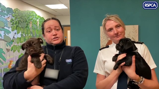 Litter of newborn pups who were found dumped in woodland in Sheffield survive against the odds and find loving new homes