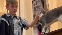 8 y/o boy wins hearts by displaying unreal gentleness during 1st interaction with pet cat