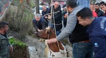 Sulama kanalına düşen inek, iş makinesiyle kurtarıldı; sahibi ağladı