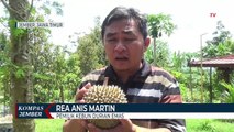 Budidaya Durian Emas, Rasa Dagingnya Manis Legit