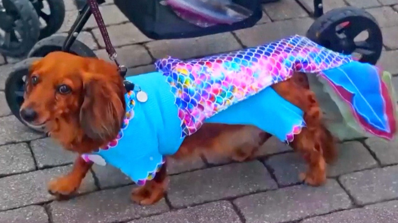 Key West Just Celebrated ‘Wienerpalooza’ With Their Annual Pooch Parade video Dailymotion