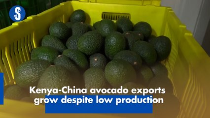 Kenya - China avocado exports grow despite low production