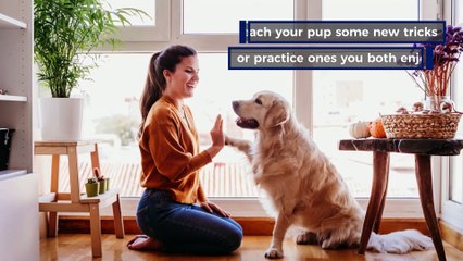 Six ideas to keep your dog entertained indoors