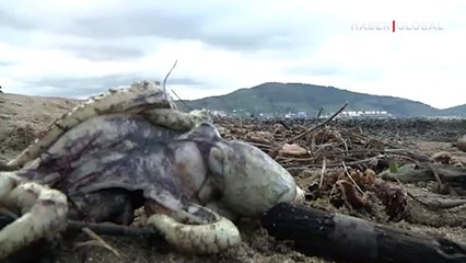 Sahile yüzlercesi ölü olarak görüntülendi! Halkı uyardılar: 'Zehirli ve yenmemesi gerekiyor'