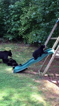 Bears Just Wanna Have Fun