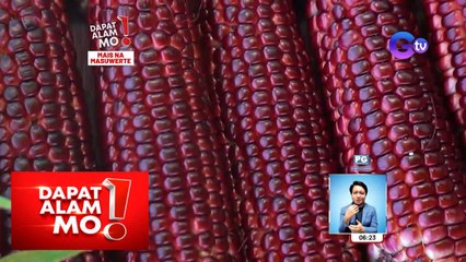 Mais na kulay magenta, inaani ngayon sa Zamboanga City! | Dapat Alam Mo!