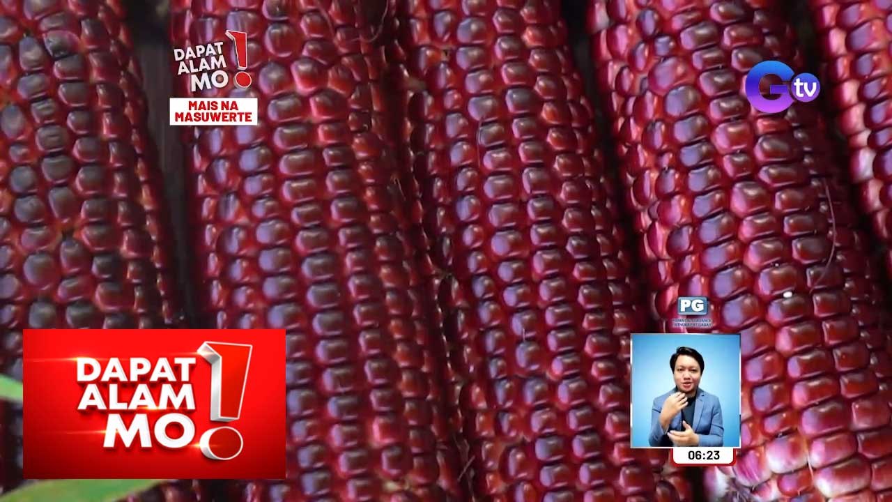 Mais na kulay magenta, inaani ngayon sa Zamboanga City! | Dapat Alam Mo!