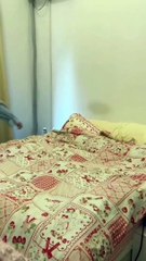 Funny cat videos | cute cats | Try not to laugh | Cat videos Compilation 2023