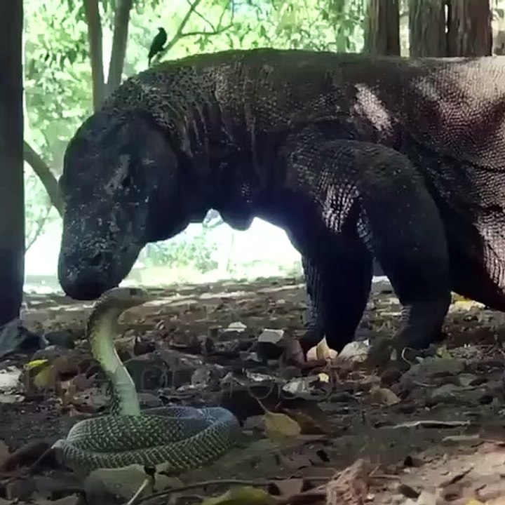 king cobra vs komodo dragon - Video Dailymotion