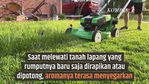 Mengapa Bau Rumput yang Dipotong Terasa Menyegarkan? | SINAU