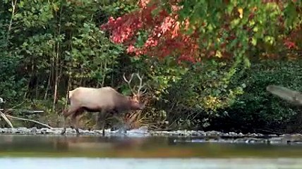 Short video of elk in a creek. quality is not very good. make sure to view in HD or see the full 4k version here: