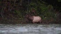Several clips of bull elk bugles. One of my you've never heard it before.