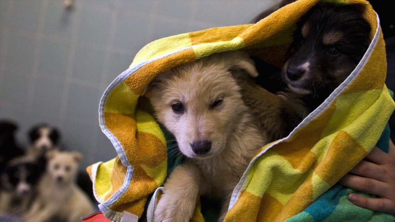 Un Comune campano premia i cittadini che adottano un cane