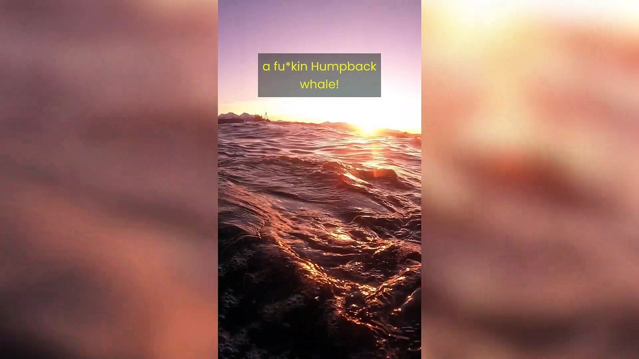 Amazing moment divers have up-close encounter with humpback whale off coast of Norway