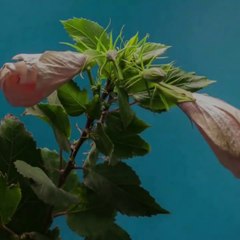 Beautiful flowers blooming