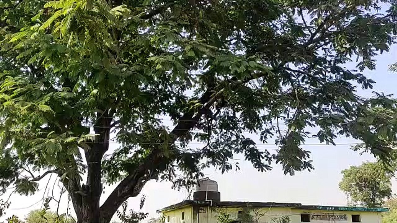 गजब की लापरवाही : दुर्घटना को न्योता दे रहे पवनी स्कूल के नौनिहाल