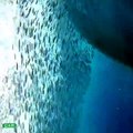 Un plongeur nage à coté d'un immense requin-baleine