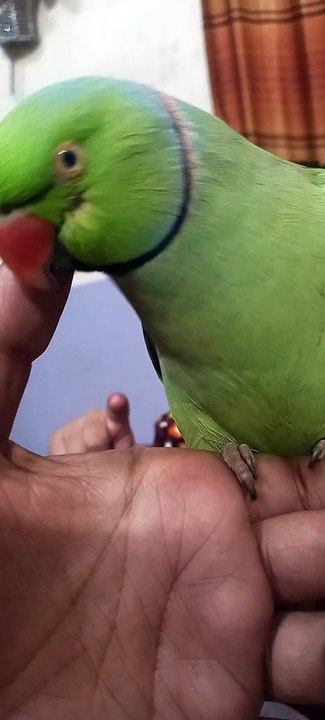 Parrot Talking 