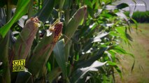 Re-cereal: il progetto europeo per reintrodurre avena, miglio e grano saraceno