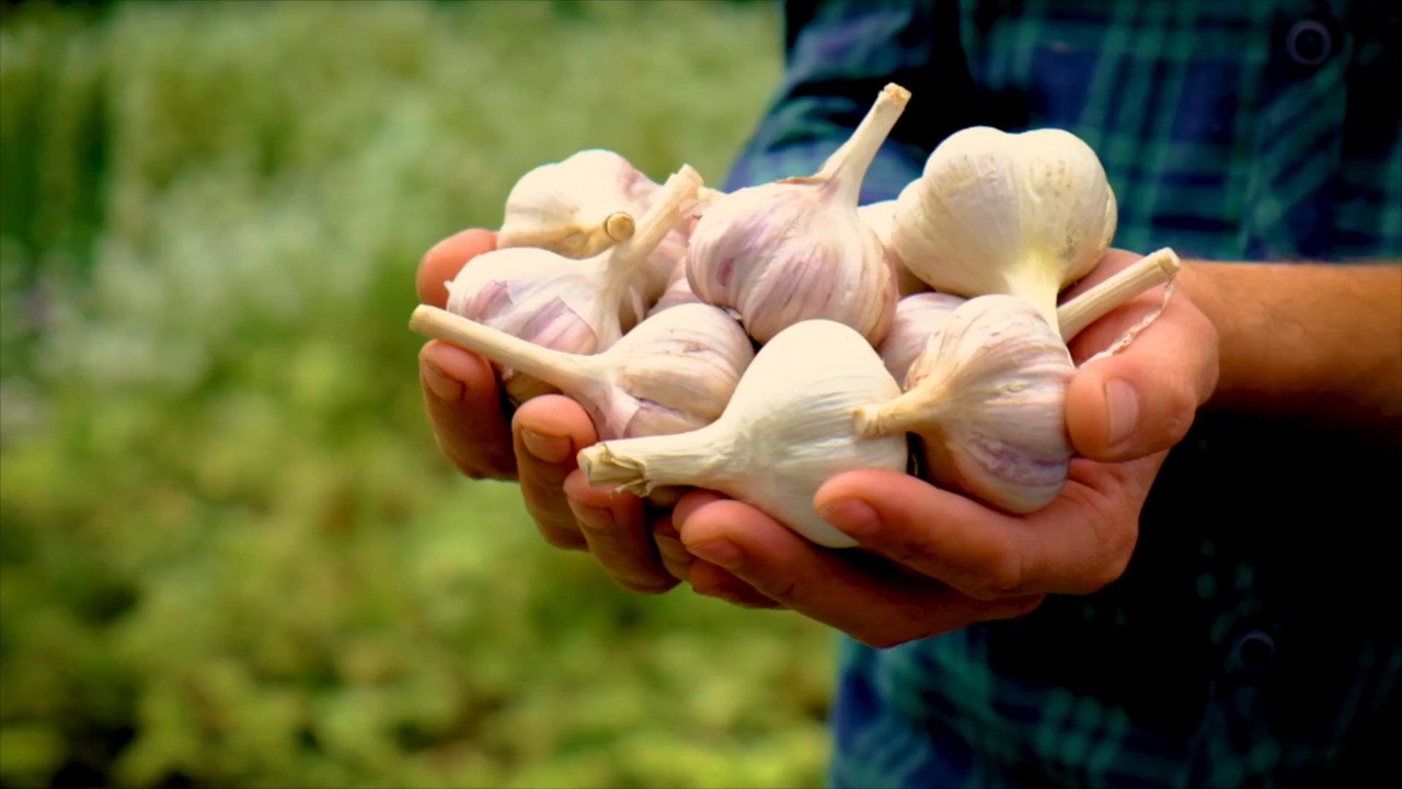 How to Properly Store Garlic