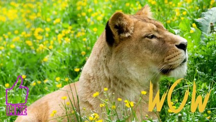 AMAZING WILDLIFE NATURES |