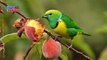 Golden-browed Chlorophonia (Chlorophonia callophrys) | Nature is Amazing | Viral Birds Videos