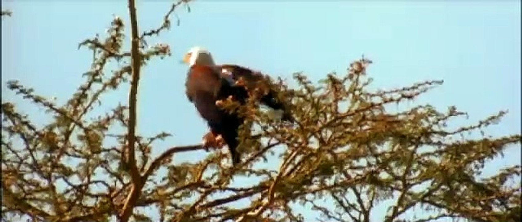 Lara Croft: Tomb Raider - The Cradle of Life | movie | 2003 | Official Trailer