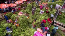 A Voir l Made In Africa : Enquête sur le business de la banane plantain, jeudi 02 février 2023 sur RTI 1