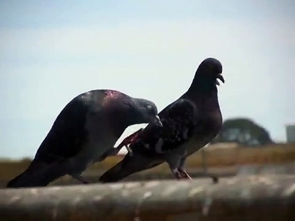 PigeonMatingDance
