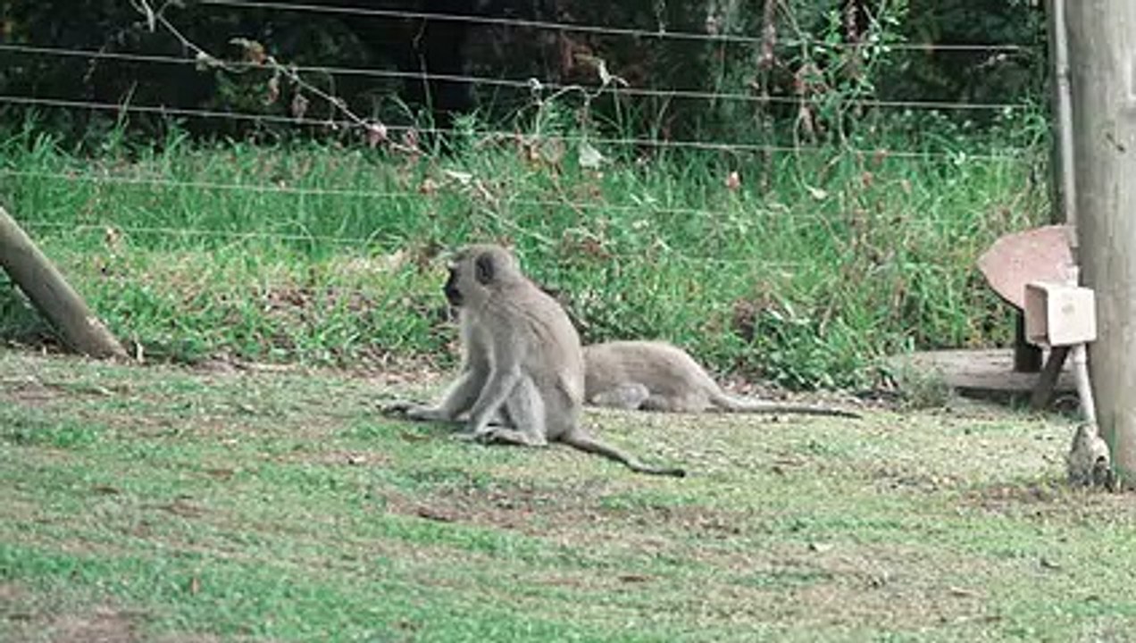 Animal Fight : Monkeys Fight