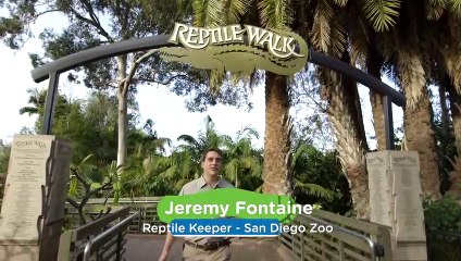 Are You Seeing This? One of the Coolest Chameleons in the World