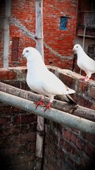 Wait kabotar ka shoq karin