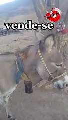 Vende se esse jumento, tá enpracado é tá em dias.